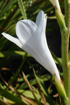 Cape Bugle-lily