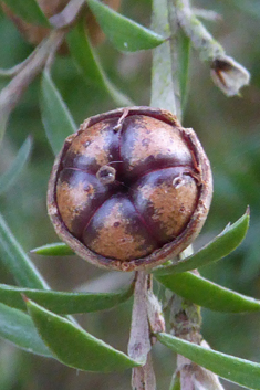 Broom Tea-tree