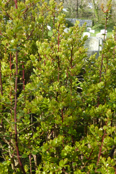 African Boxwood