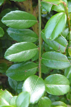 African Boxwood