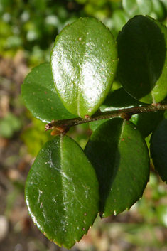 African Boxwood