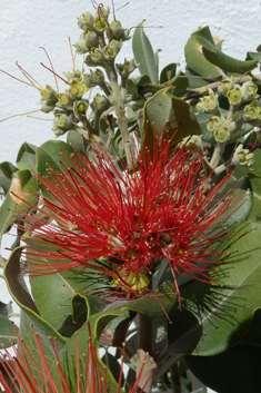 Pohutukawa