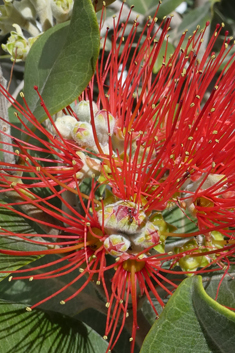 Pohutukawa