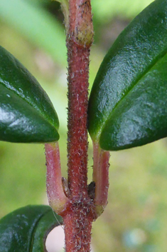 Chilean Guava