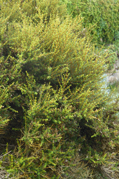 Coastal Daisy-bush