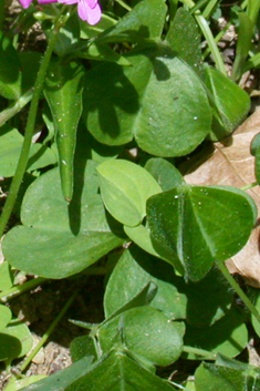 Large-flowered Pink-sorrel