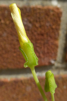 Fleshy Yellow-sorrel