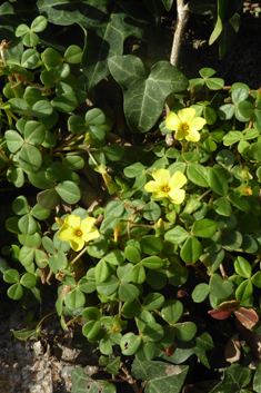 Fleshy Yellow-sorrel