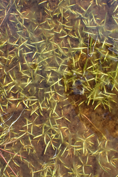 Shoreweed