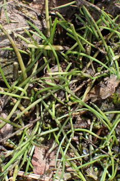 Shoreweed