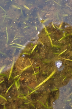Shoreweed