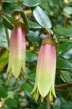 Tasmanian-fuchsia