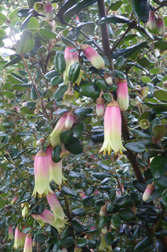 Tasmanian-fuchsia