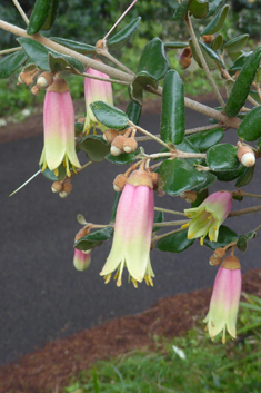 Tasmanian-fuchsia