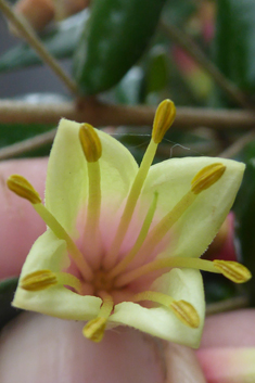 Tasmanian-fuchsia