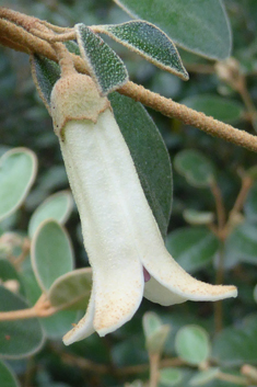 Tasmanian-fuchsia