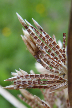 Giant Umbrella-sedge
