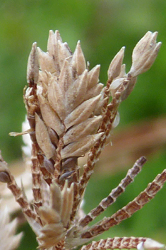 Giant Umbrella-sedge