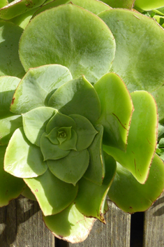 Cuneate Aeonium