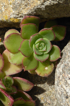 Haworth's Aeonium