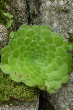Saucer Aeonium
