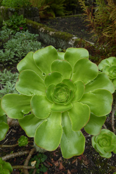 Undulate Aeonium