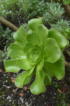 Undulate Aeonium