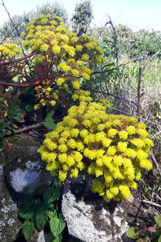 Aeonium x holospathulatum