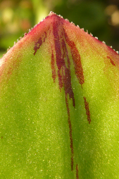 Aeonium x holospathulatum