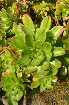 Aeonium x holospathulatum
