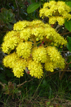 Aeonium x holospathulatum