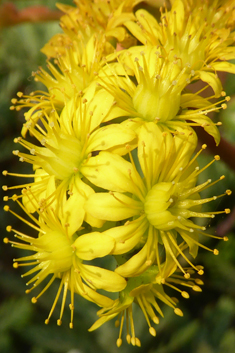 Aeonium x holospathulatum