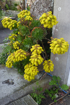 Aeonium x holospathulatum
