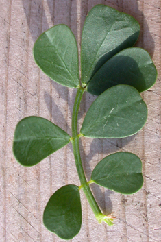 Shrubby Scorpion-vetch
